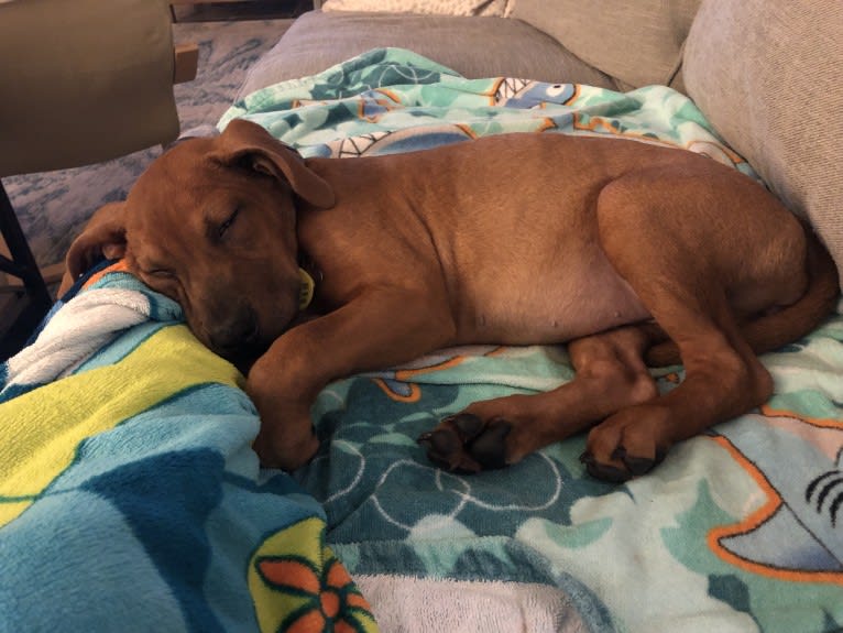 Bailey, an American Pit Bull Terrier and Chinese Shar-Pei mix tested with EmbarkVet.com