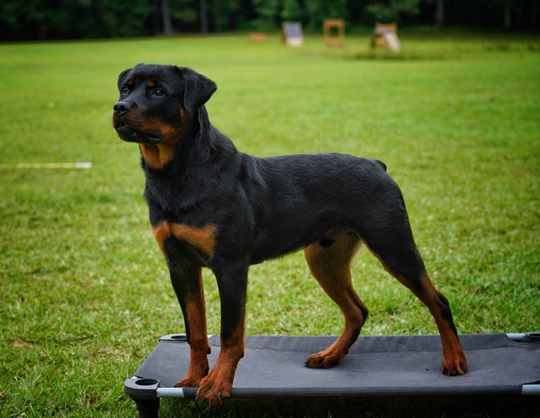 Sirius, a Rottweiler tested with EmbarkVet.com
