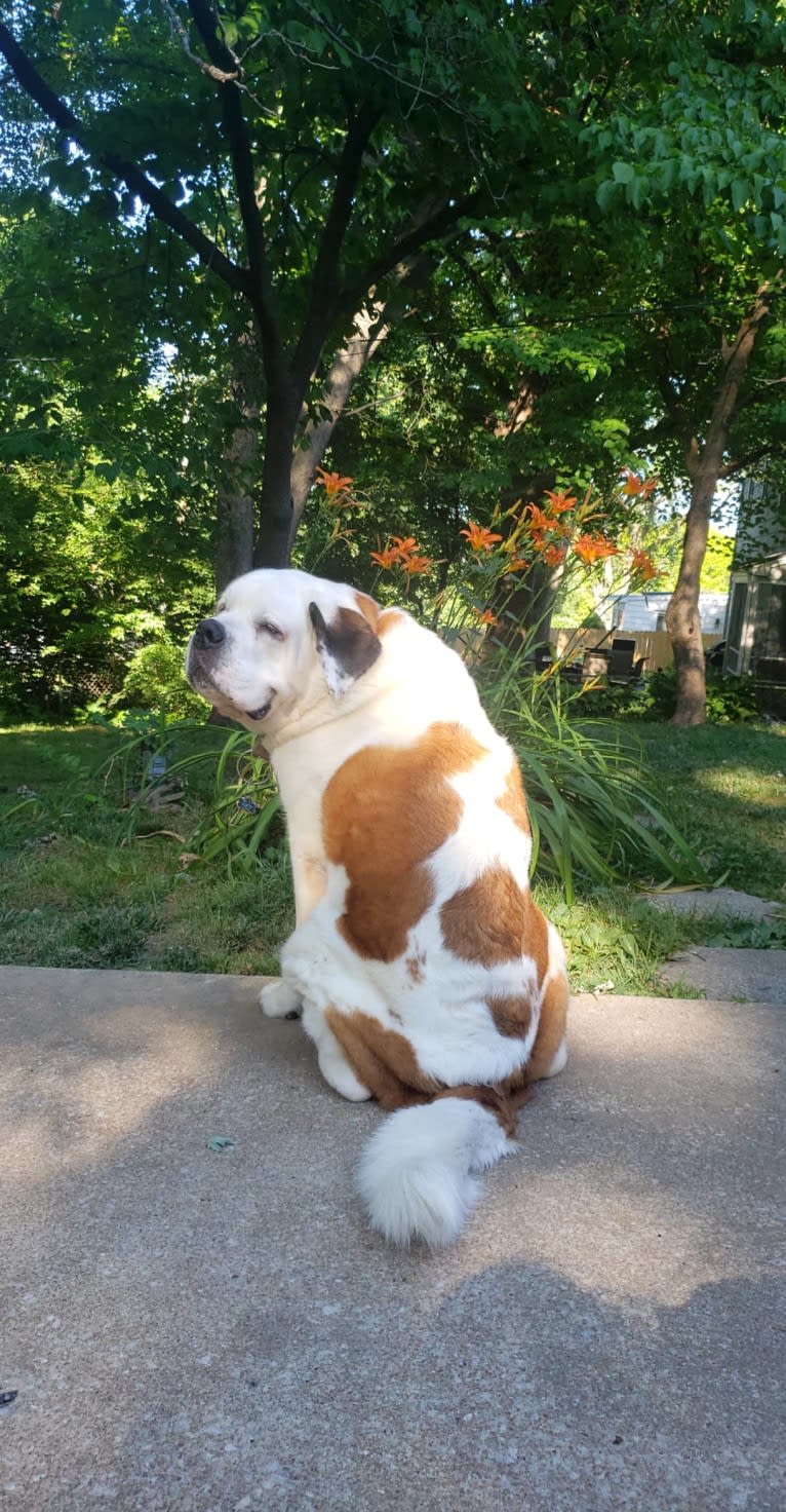 Lucy, a Saint Bernard tested with EmbarkVet.com