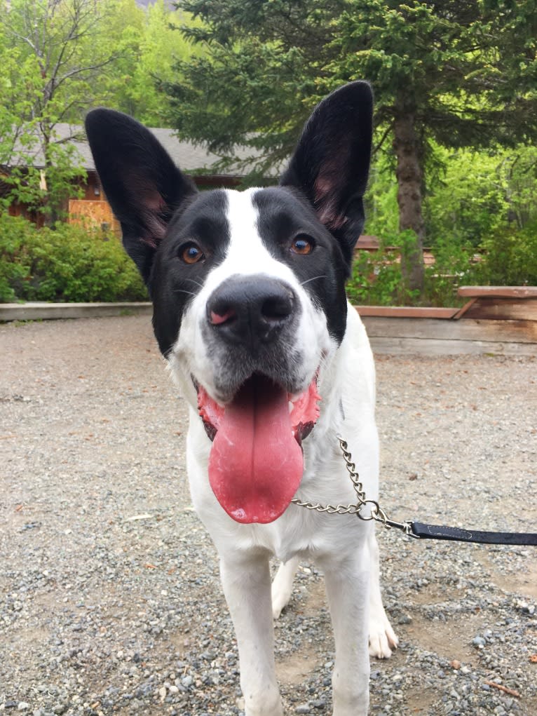 Bruce, a Great Dane and American Pit Bull Terrier mix tested with EmbarkVet.com