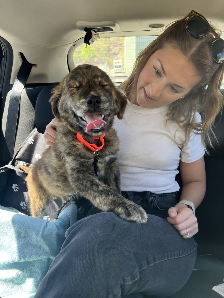 Rudder, a Labrador Retriever and Chow Chow mix tested with EmbarkVet.com