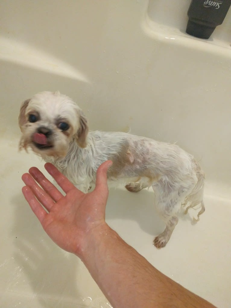 Derpy McDerpface, a Shih Tzu and Pekingese mix tested with EmbarkVet.com