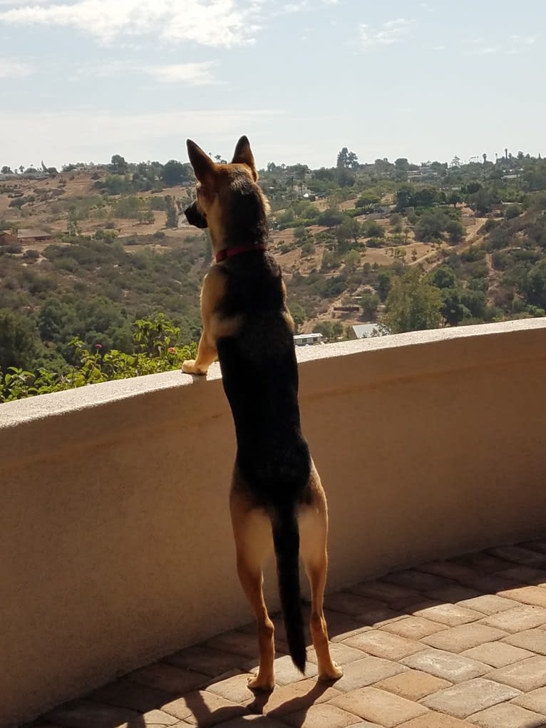 Zoey, a German Shepherd Dog and Siberian Husky mix tested with EmbarkVet.com