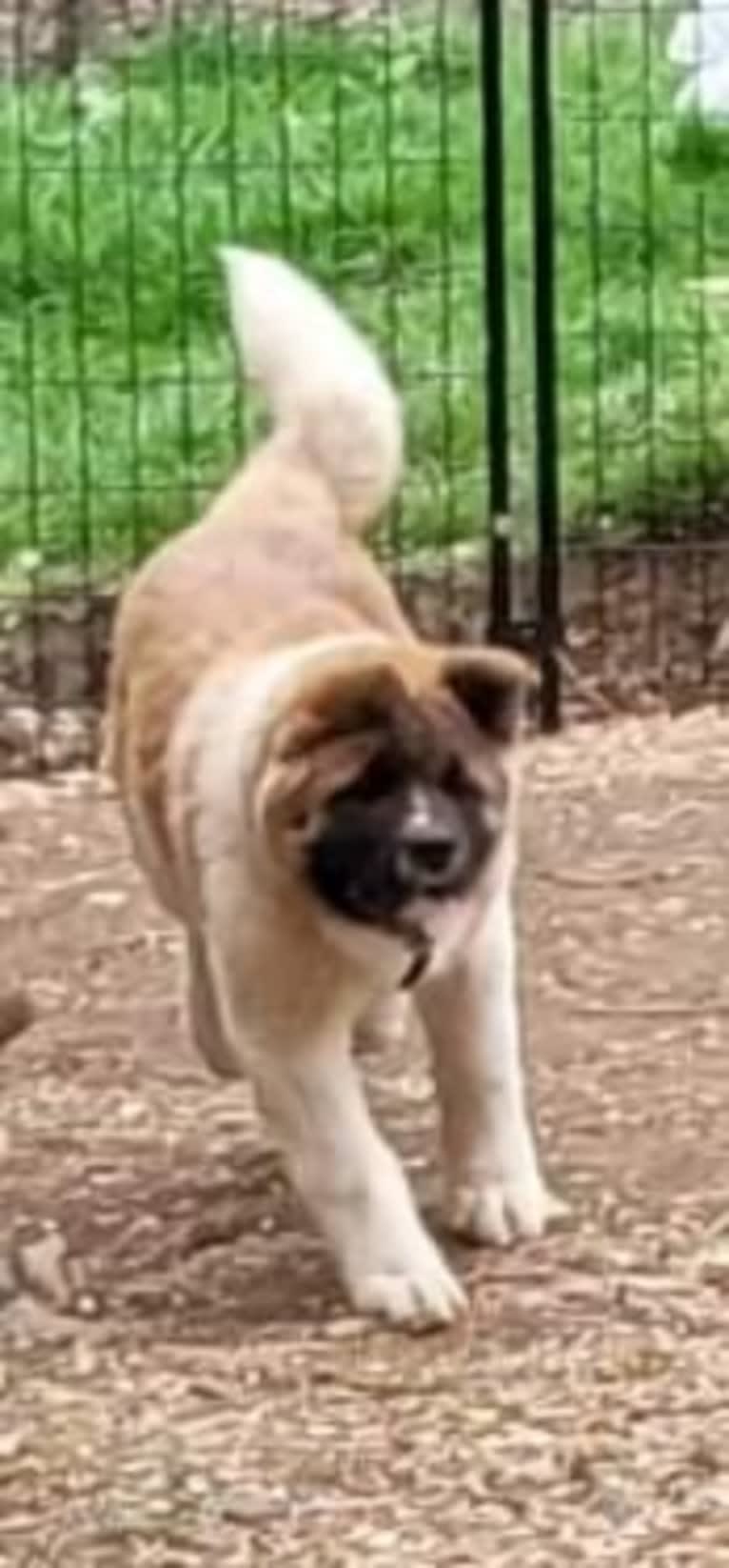 Geena, an Akita tested with EmbarkVet.com