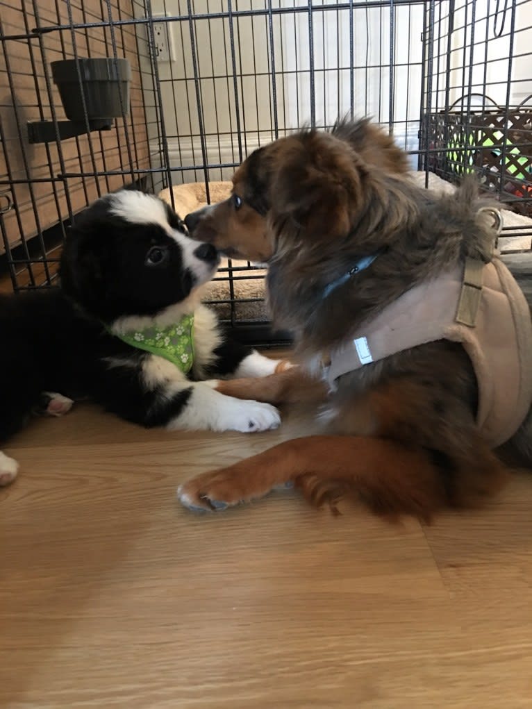 Wrigley, an Australian Shepherd tested with EmbarkVet.com