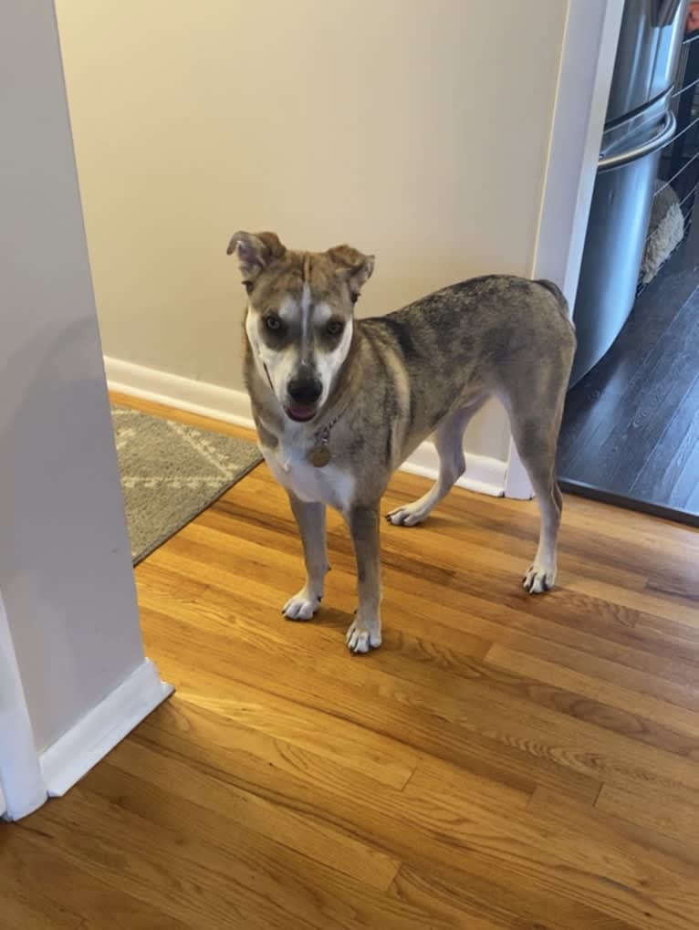 Beau, a Siberian Husky and American Bulldog mix tested with EmbarkVet.com