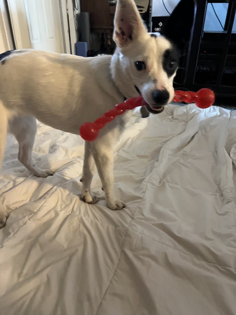 Luke Skywalker, an Australian Cattle Dog and Rat Terrier mix tested with EmbarkVet.com