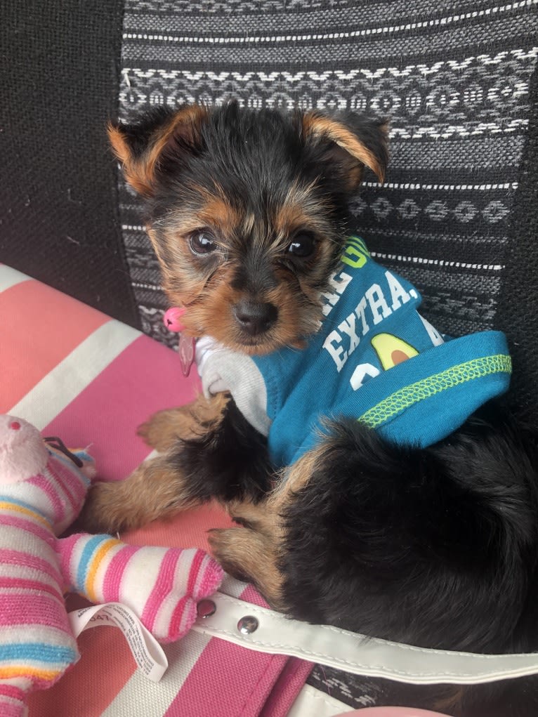 Rihanna Ri-Ri Evans, a Yorkshire Terrier tested with EmbarkVet.com