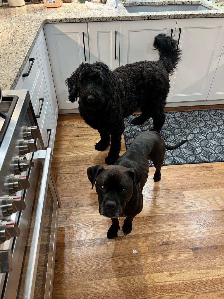 Jinx, a Black Russian Terrier tested with EmbarkVet.com