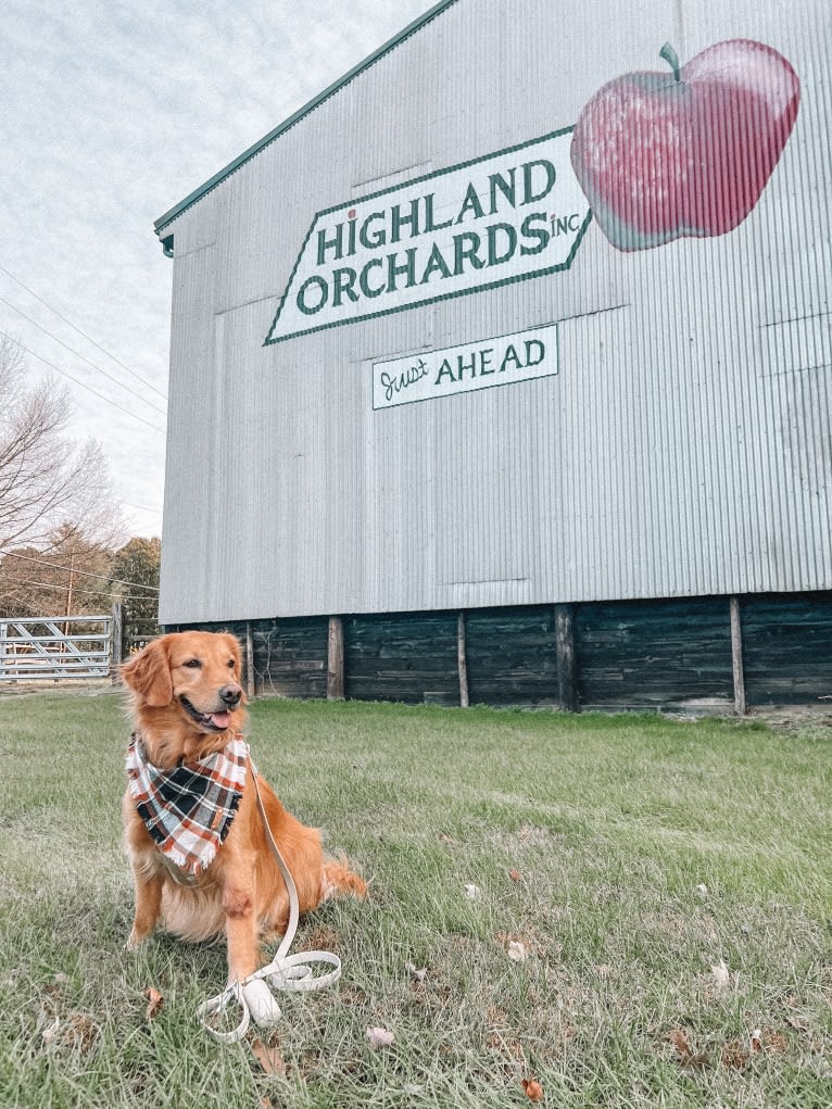 Marley, a Golden Retriever tested with EmbarkVet.com