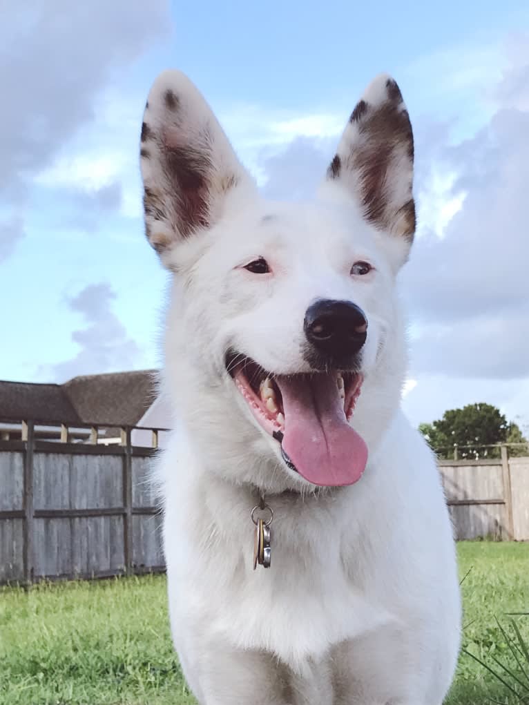 Finn, an Australian Cattle Dog and Australian Shepherd mix tested with EmbarkVet.com