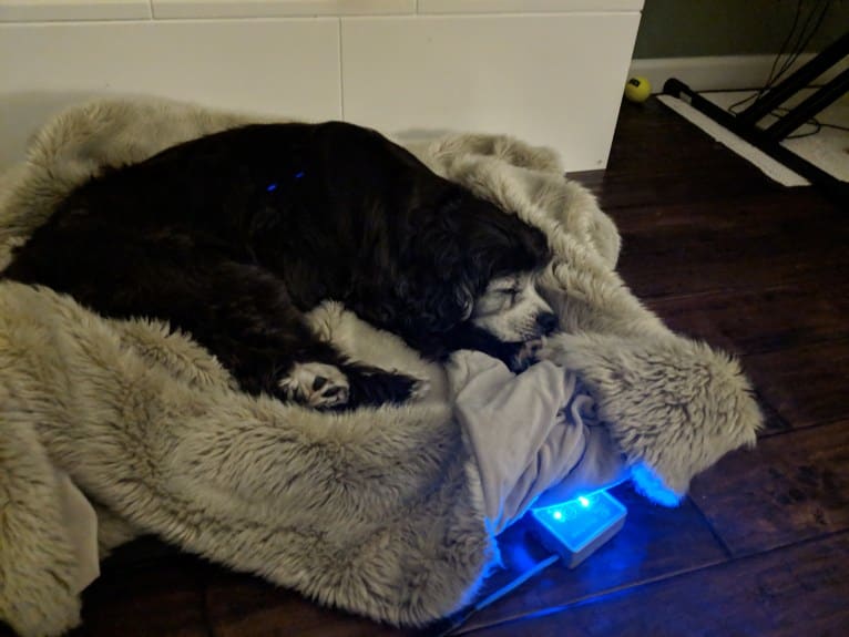 JD, a Cocker Spaniel and Lhasa Apso mix tested with EmbarkVet.com