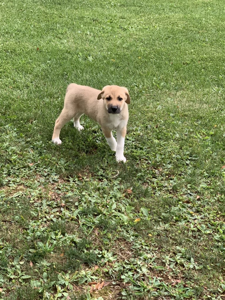 Remy, a Great Pyrenees and American Pit Bull Terrier mix tested with EmbarkVet.com