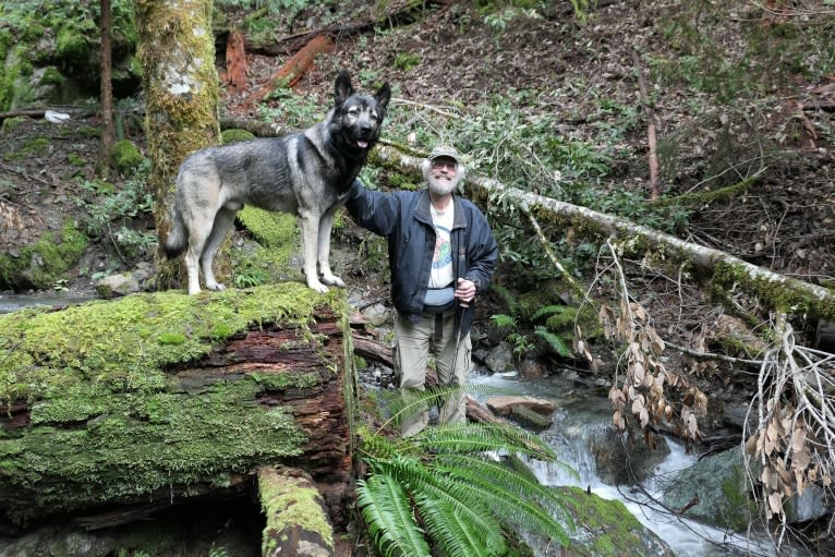 Kodiak, a Caucasian Ovcharka and German Shepherd Dog mix tested with EmbarkVet.com