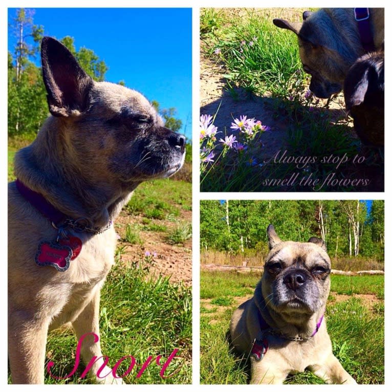 Snort, a Pug and Australian Cattle Dog mix tested with EmbarkVet.com