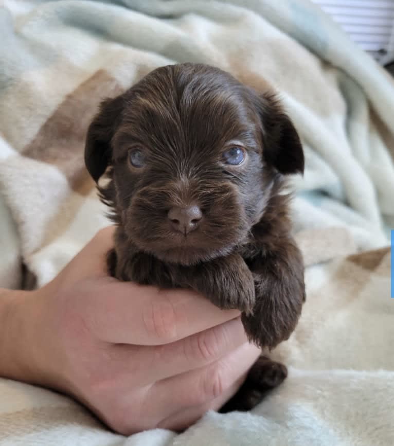 Hazel, a Havanese tested with EmbarkVet.com