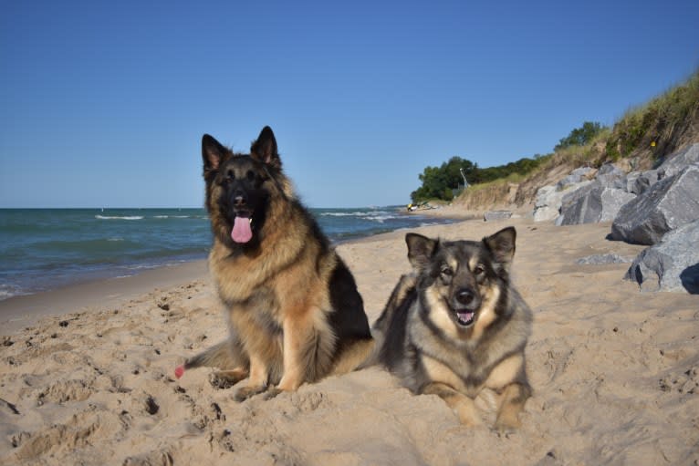 Maya, a German Shepherd Dog tested with EmbarkVet.com