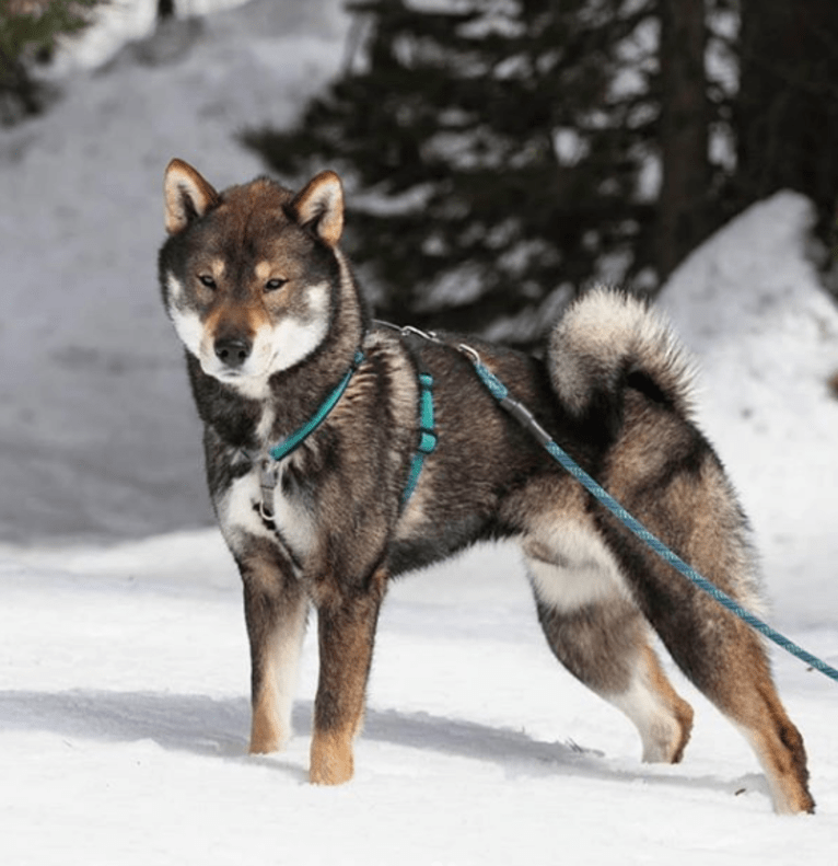 Taiki, a Shikoku tested with EmbarkVet.com