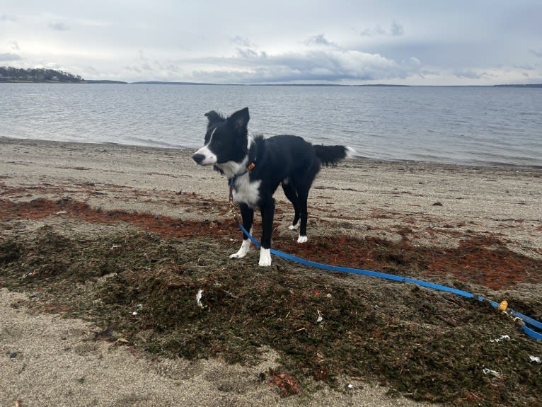 DDF Arlo, a Border Collie tested with EmbarkVet.com