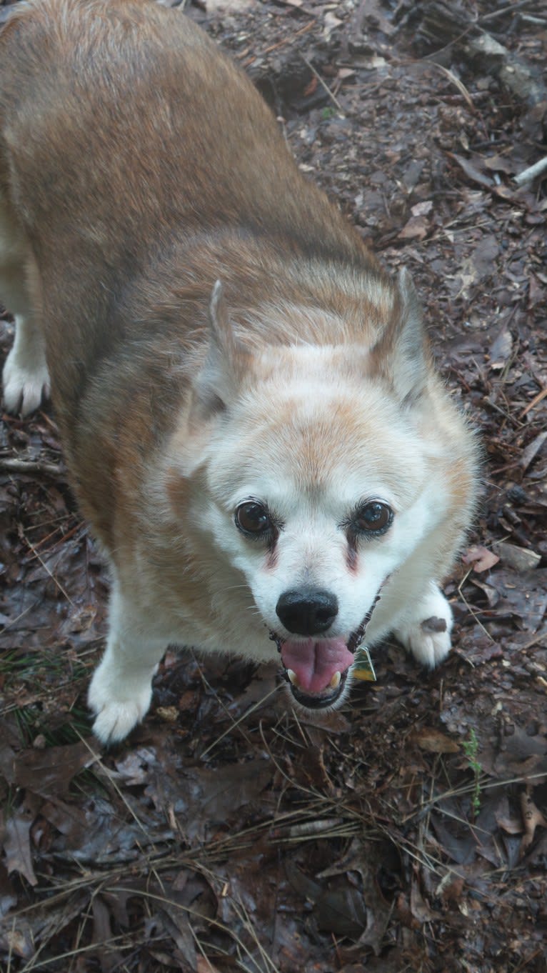 Lassie, a Pomeranian and Rat Terrier mix tested with EmbarkVet.com