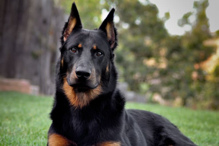 Atreyu, a Beauceron tested with EmbarkVet.com