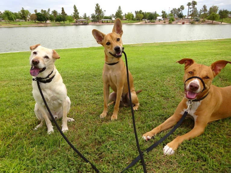 Bean, a Chow Chow and Chihuahua mix tested with EmbarkVet.com