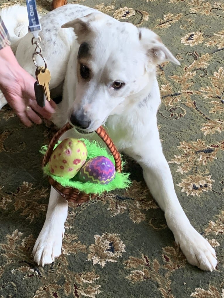 Toby, an American Pit Bull Terrier and Great Pyrenees mix tested with EmbarkVet.com