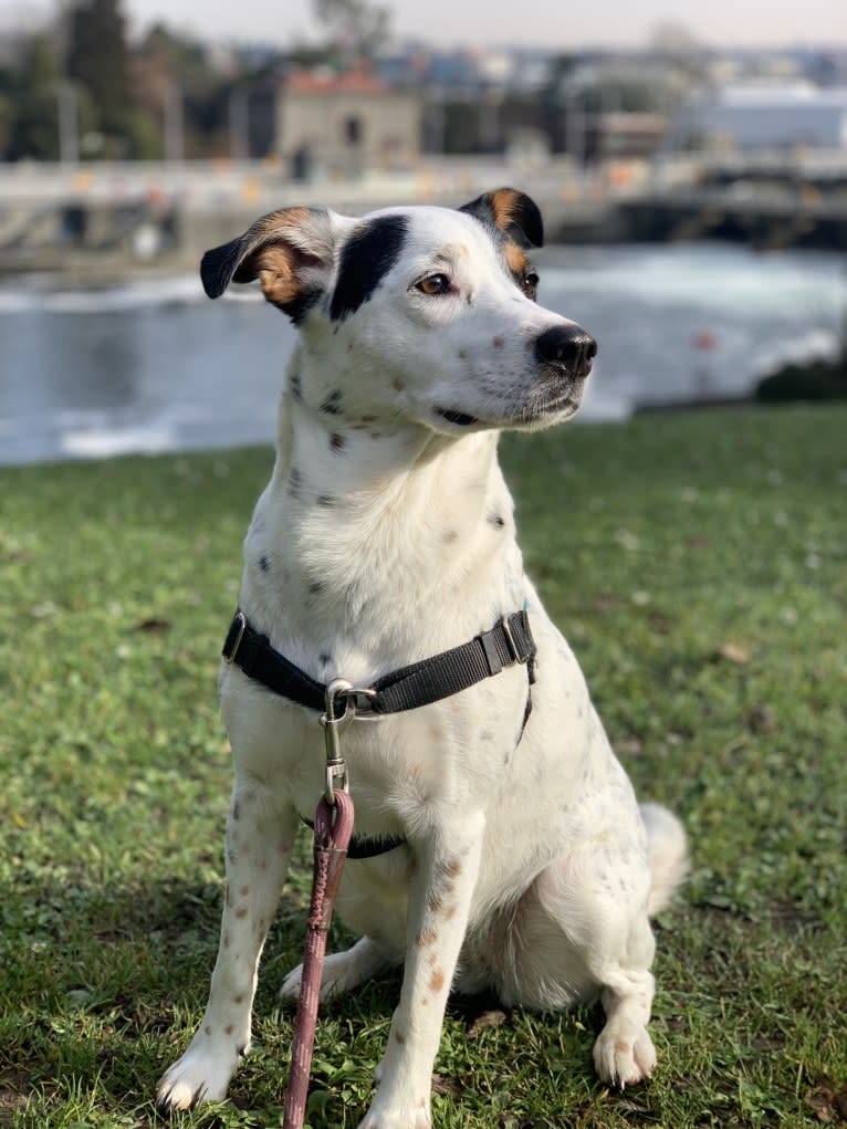 Rita, an Australian Cattle Dog and Rottweiler mix tested with EmbarkVet.com