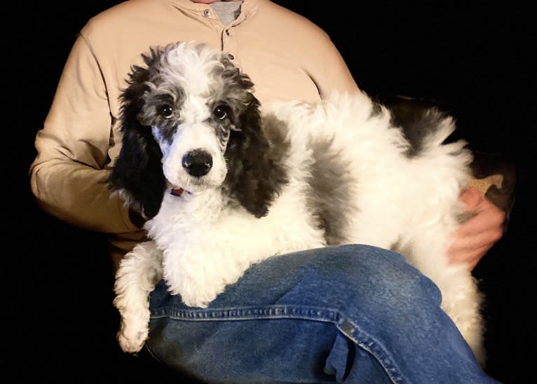 Tequila, a Poodle (Standard) tested with EmbarkVet.com