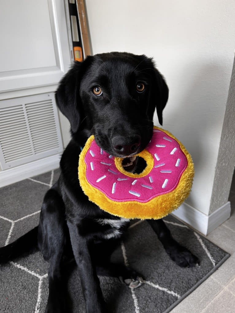 Luc, a Labrador Retriever and Australian Shepherd mix tested with EmbarkVet.com