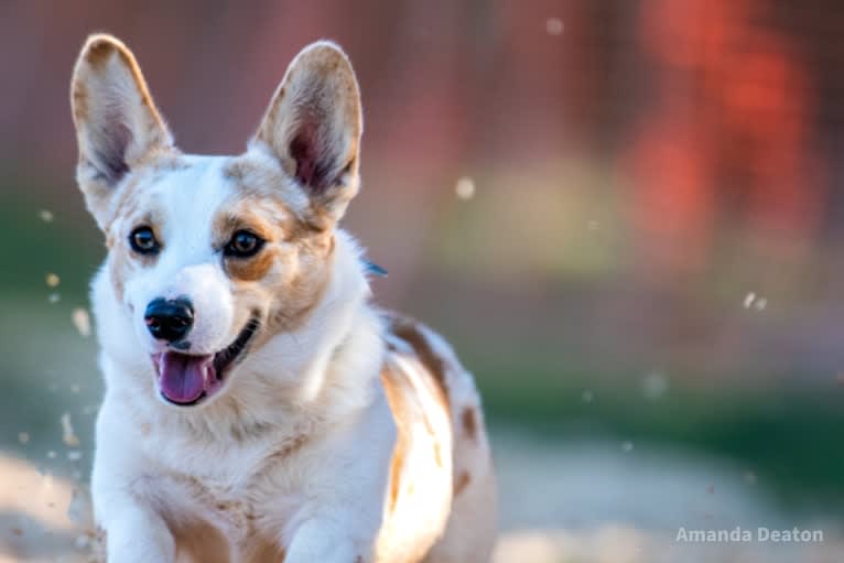 Bonnie, a Pembroke Welsh Corgi tested with EmbarkVet.com