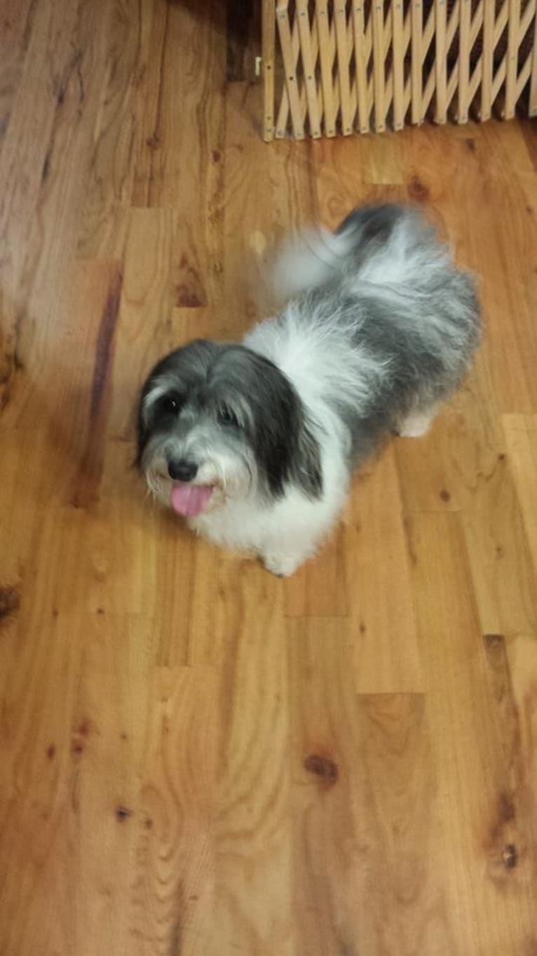 Phoenix, a Coton de Tulear tested with EmbarkVet.com