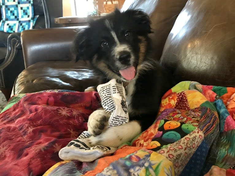 Gala, an Australian Shepherd tested with EmbarkVet.com