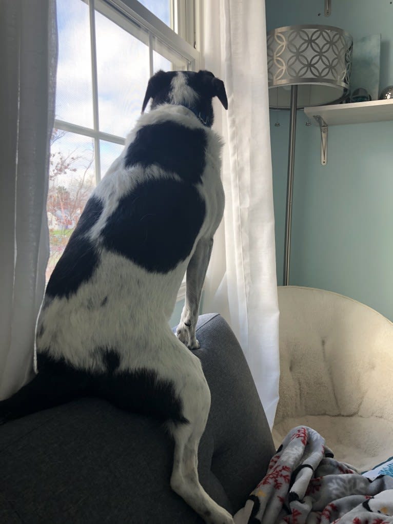 Jack, a Russell-type Terrier and Mountain Cur mix tested with EmbarkVet.com