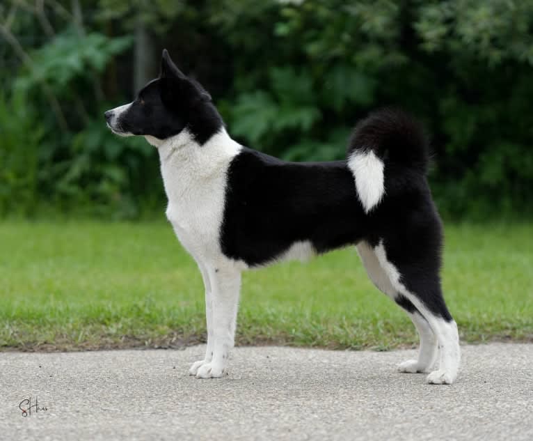 Rohmoivan Evita, a Karelian Bear Dog tested with EmbarkVet.com