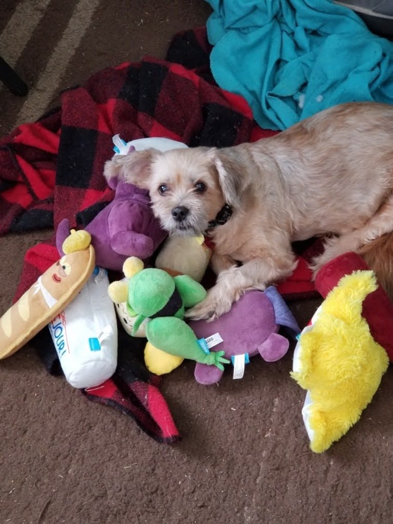 Roscoe, a Rat Terrier and Lhasa Apso mix tested with EmbarkVet.com