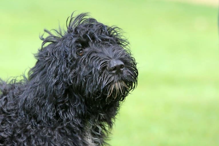 Zelda, a Barbet tested with EmbarkVet.com