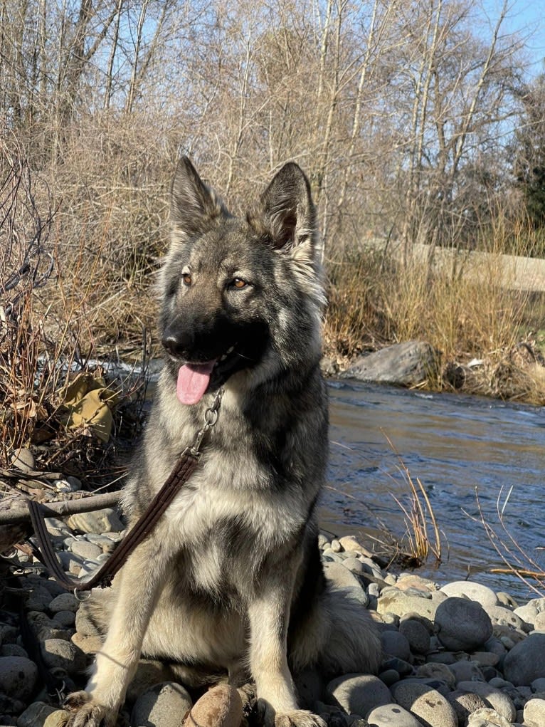 XENA, a White Shepherd tested with EmbarkVet.com
