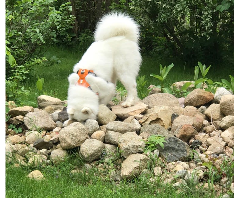 Letty, a Samoyed tested with EmbarkVet.com