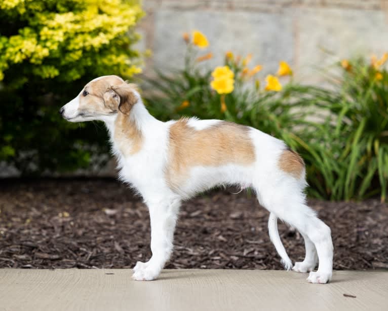 Charming, a Silken Windhound tested with EmbarkVet.com