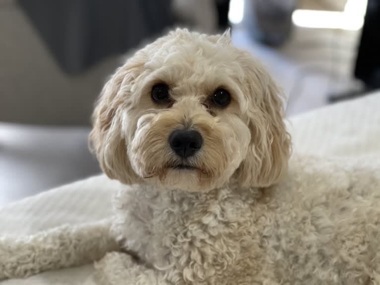 Leo, a Cavapoo tested with EmbarkVet.com