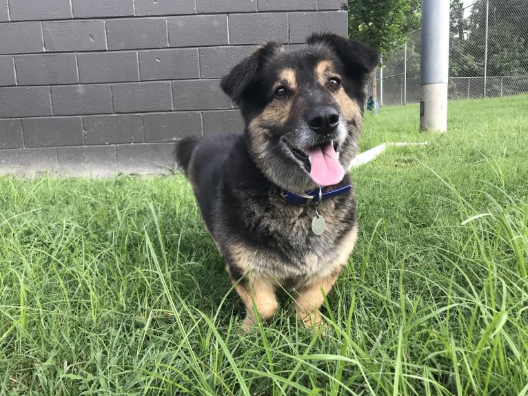 Simba, a German Shepherd Dog and Labrador Retriever mix tested with EmbarkVet.com