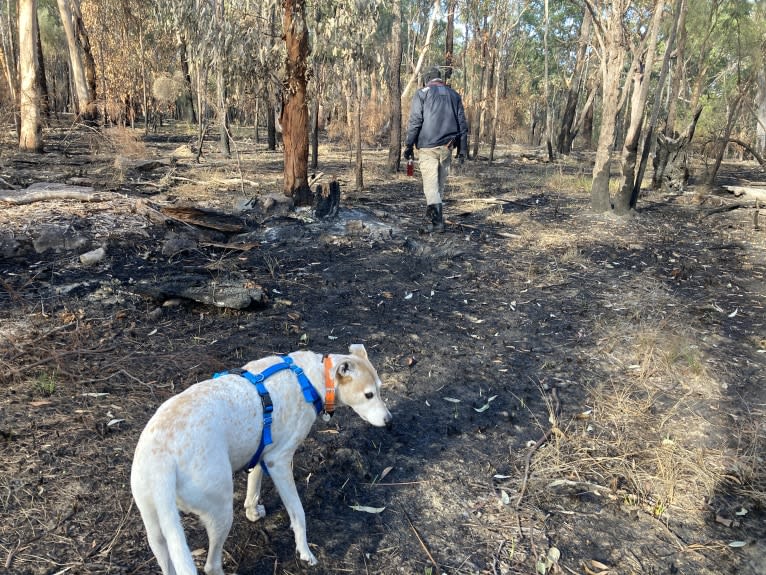 Freya, an Australian Cattle Dog and Koolie mix tested with EmbarkVet.com