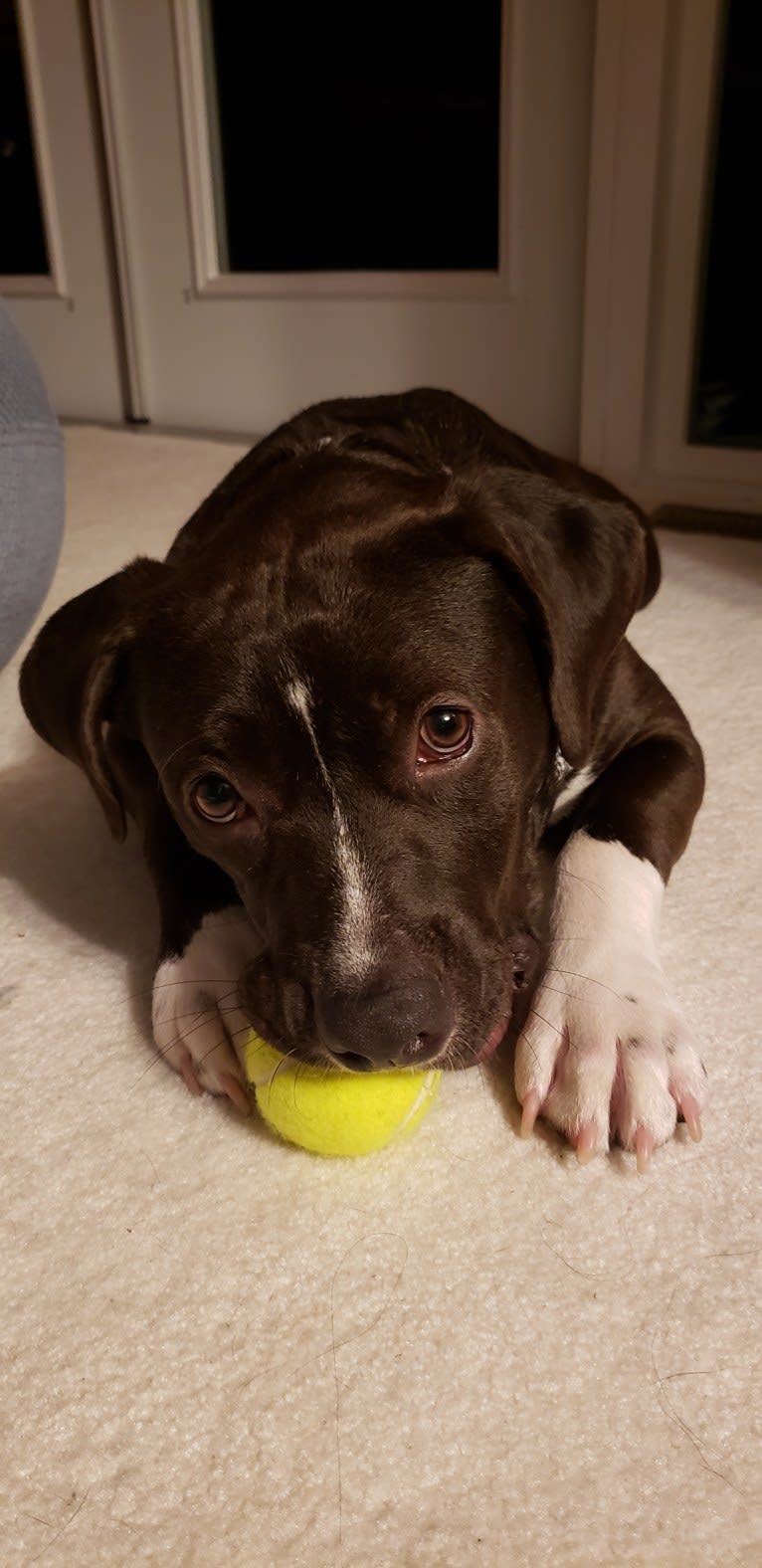 Connor, an American Bully and American Bulldog mix tested with EmbarkVet.com