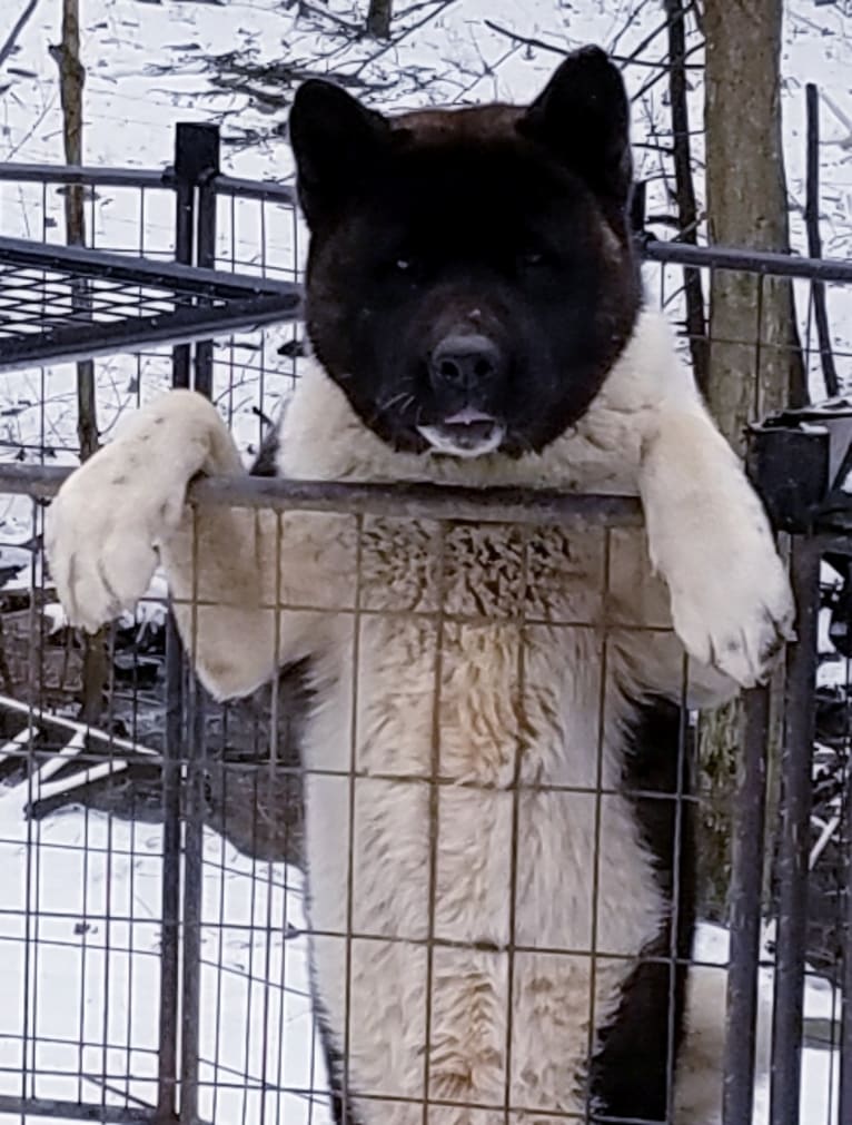 Casey, an Akita tested with EmbarkVet.com