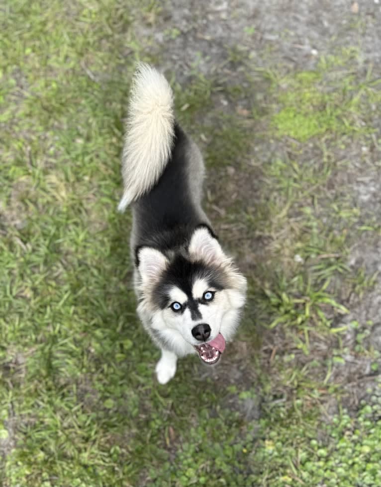 Brady, a Pomsky tested with EmbarkVet.com