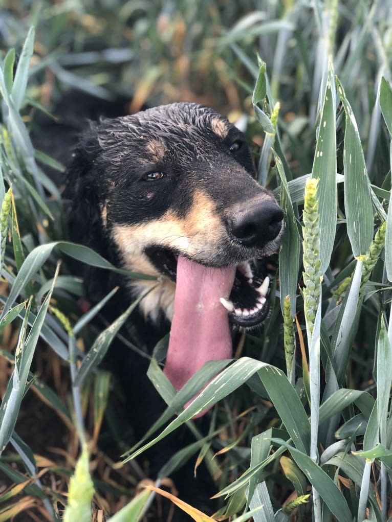 Cashew, a Border Collie and Labrador Retriever mix tested with EmbarkVet.com