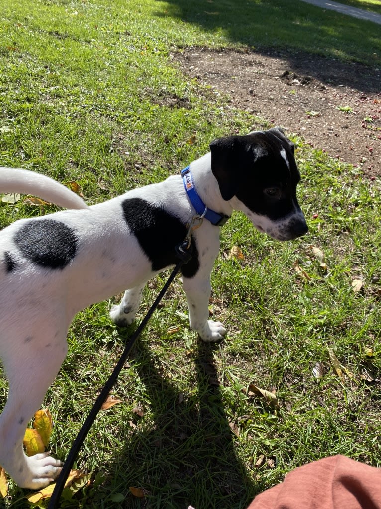 Pepper, a Catahoula Leopard Dog and American Pit Bull Terrier mix tested with EmbarkVet.com