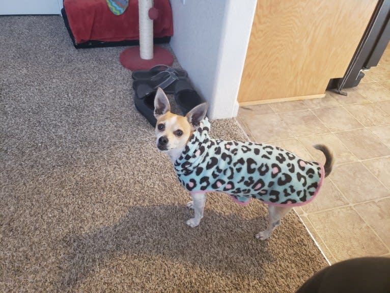 Irie, a Chihuahua and Poodle (Small) mix tested with EmbarkVet.com