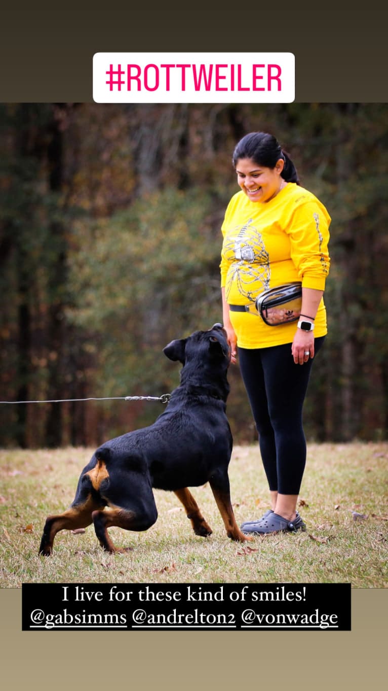 Sirius, a Rottweiler tested with EmbarkVet.com